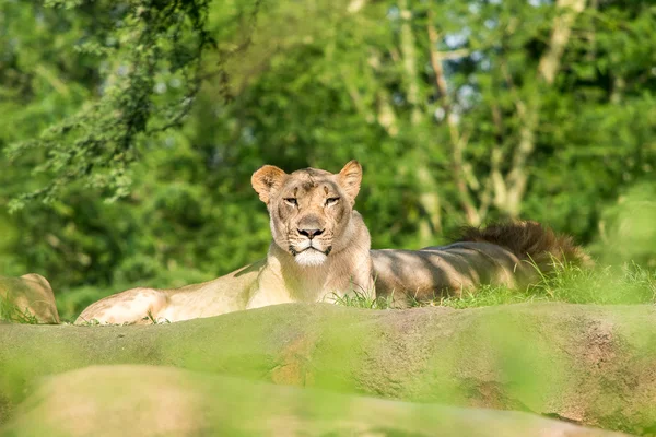 Singa betina — Stok Foto