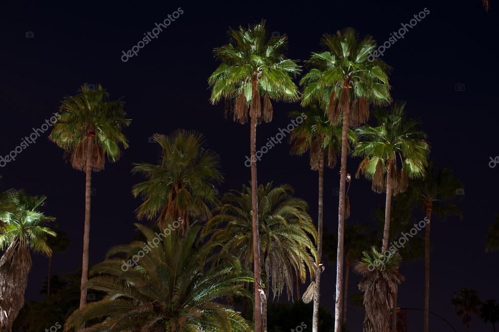 Palmbomen die worden verlicht met verlichting — Stockfoto ... Palmbomen die worden verlicht met verlichting — Stockfoto ...