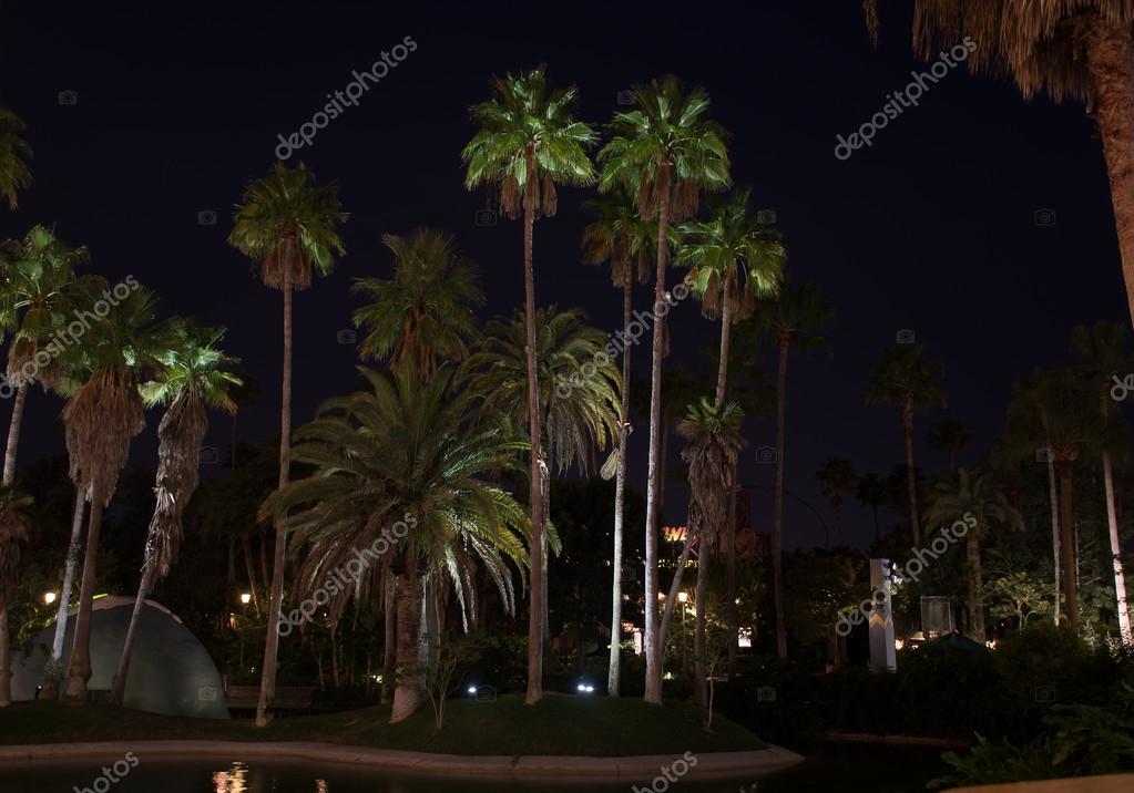 Palmbomen die worden verlicht met verlichting — Stockfoto ... Palmbomen die worden verlicht met verlichting — Stockfoto ...