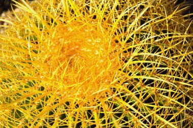 Bir varil Cactus yakın yukarı, Echinocactus Grusonii