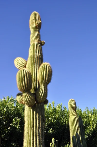 아주 푸른 하늘에 대 한 saguaro 선인장 스톡 이미지