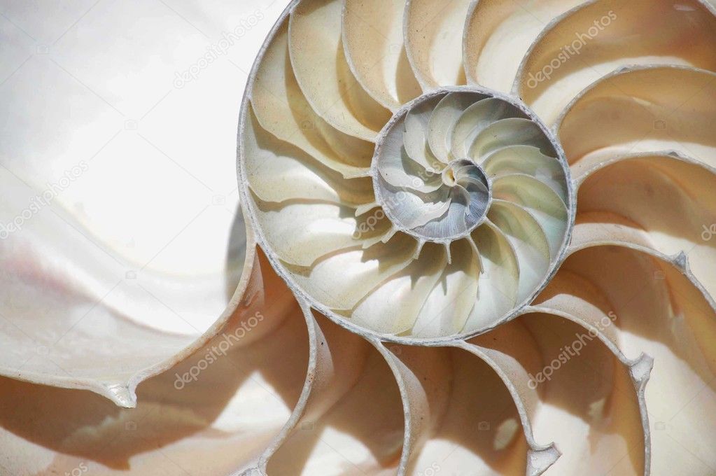 Close up of a Nautilus shell section