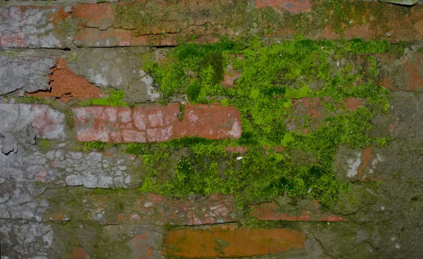 Bir tuğla duvara moss