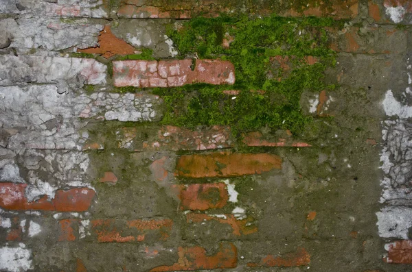 Old Brick Wall with moss