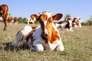 Kızıl inek çayırda otluyor. Bir ineğin ağızlık kapağına yakın çekim. Boğa, buzağı, çiftlik hayvanları. 2021 'in sembolü. Yaz konsepti