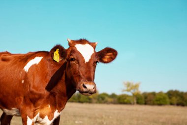 Kızıl inek çayırda otluyor. Bir ineğin ağızlık kapağına yakın çekim. Boğa, buzağı, çiftlik hayvanları. 2021 'in sembolü. Yaz konsepti