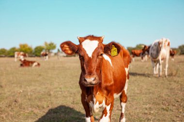 Kızıl inek çayırda otluyor. Bir ineğin ağızlık kapağına yakın çekim. Boğa, buzağı, çiftlik hayvanları. 2021 'in sembolü. Yaz konsepti