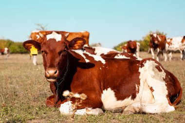Kızıl inek çayırda otluyor. Bir ineğin ağızlık kapağına yakın çekim. Boğa, buzağı, çiftlik hayvanları. 2021 'in sembolü. Yaz konsepti