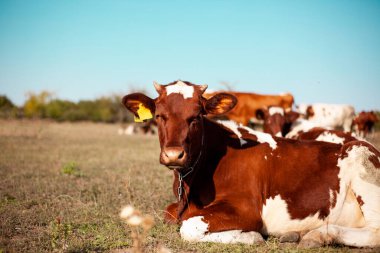 Kızıl inek çayırda otluyor. Bir ineğin ağızlık kapağına yakın çekim. Boğa, buzağı, çiftlik hayvanları. 2021 'in sembolü. Yaz konsepti
