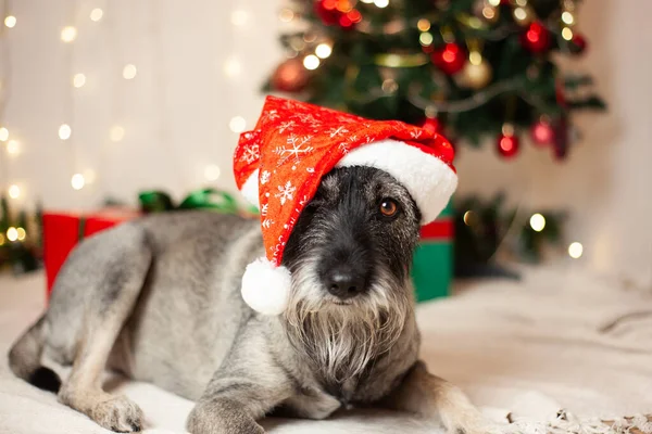 Новогодняя Концепция Рождество Забавная Собака Бородой Шляпе Санта Клауса Фоне — стоковое фото