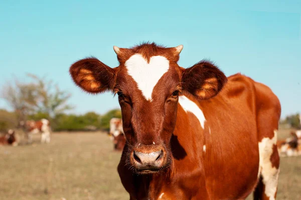 Vaca Roja Pastando Prado Primer Plano Del Hocico Una Vaca — Foto de Stock