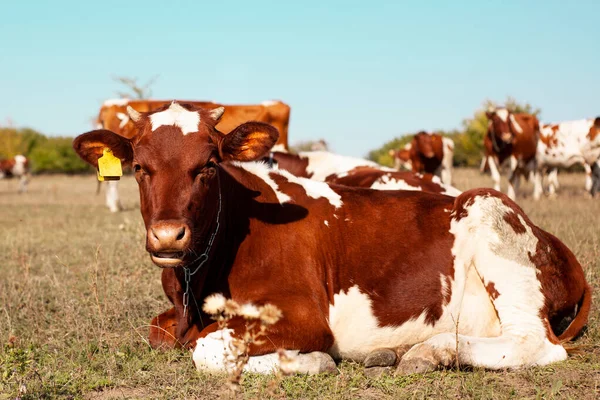 Kızıl inek çayırda otluyor. Bir ineğin ağızlık kapağına yakın çekim. Boğa, buzağı, çiftlik hayvanları. 2021 'in sembolü. Yaz konsepti