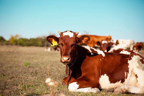 Kızıl inek çayırda otluyor. Bir ineğin ağızlık kapağına yakın çekim. Boğa, buzağı, çiftlik hayvanları. 2021 'in sembolü. Yaz konsepti
