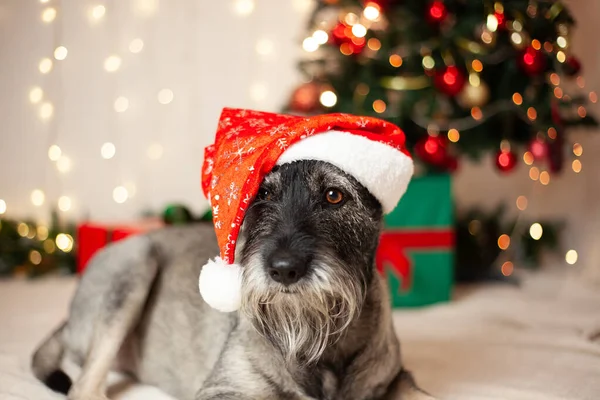 Nytt Årskoncept Jul Rolig Hund Med Skägg Tomte Klo Hatt Stockbild