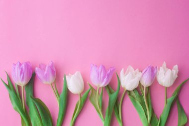 Pembe arka planda beyaz ve pembe laleler. Kadınlar Günü, Sevgililer Günü, Anneler Günü, Bahar. seçici odak.