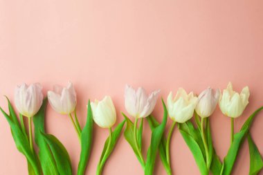 Pembe arka planda beyaz ve pembe laleler. Kadınlar Günü, Sevgililer Günü, Anneler Günü, Bahar. seçici odak.