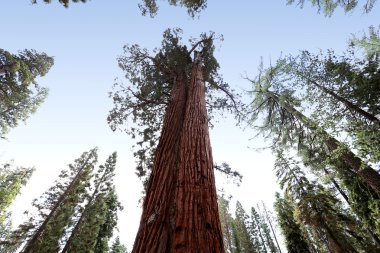 SEQUOIAS Mariposa Grove, Yosemite Milli Parkı, Kaliforniya, ABD