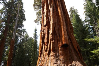 SEQUOIAS Mariposa Grove, Yosemite Milli Parkı, Kaliforniya, ABD