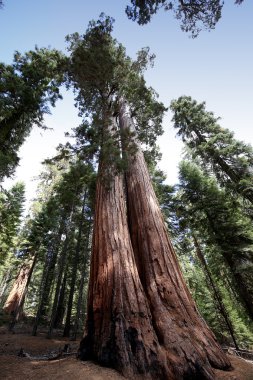 SEQUOIAS Mariposa Grove, Yosemite Milli Parkı, Kaliforniya, ABD