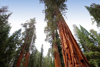 SEQUOIAS Mariposa Grove, Yosemite Milli Parkı, Kaliforniya, ABD