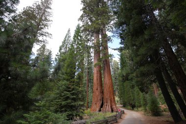 SEQUOIAS Mariposa Grove, Yosemite Milli Parkı, Kaliforniya, ABD