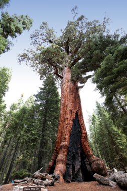 SEQUOIAS Mariposa Grove, Yosemite Milli Parkı, Kaliforniya, ABD