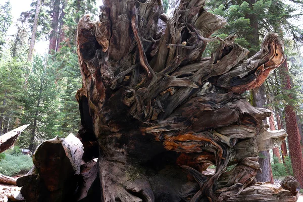 Sekvoje v Mariposa Grove, Yosemitský národní park, Kalifornie, usa — Stock fotografie