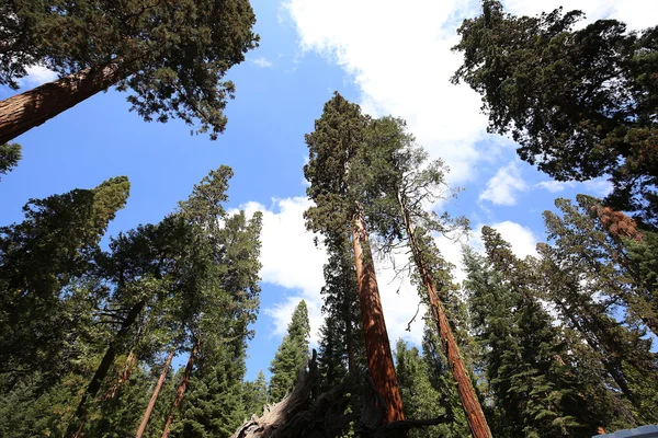 Sekvoje v Mariposa Grove, Yosemitský národní park, Kalifornie, usa — Stock fotografie