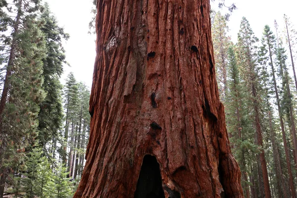 Sekvoje v Mariposa Grove, Yosemitský národní park, Kalifornie, usa — Stock fotografie