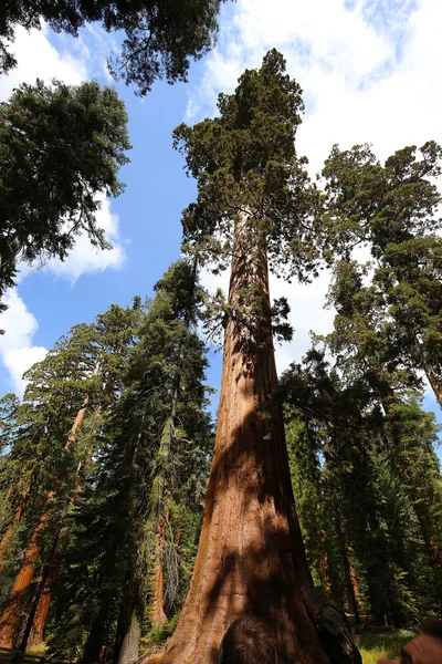 Sekvoje v Mariposa Grove, Yosemitský národní park, Kalifornie, usa — Stock fotografie