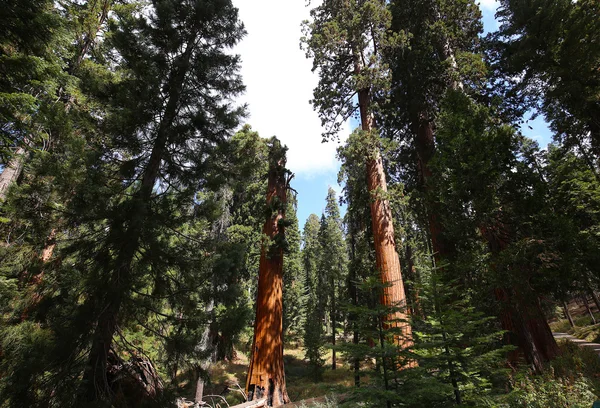 Sekvoje v Mariposa Grove, Yosemitský národní park, Kalifornie, usa — Stock fotografie