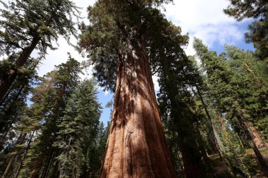 SEQUOIAS Mariposa Grove, Yosemite Milli Parkı, Kaliforniya, ABD