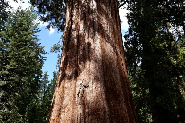 Sequoias en Mariposa Grove, Yosemite National Park, California, EE.UU. — Foto de Stock