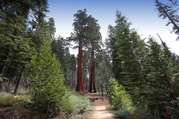 Sekvoje v Mariposa Grove, Yosemitský národní park, Kalifornie, usa — Stock fotografie