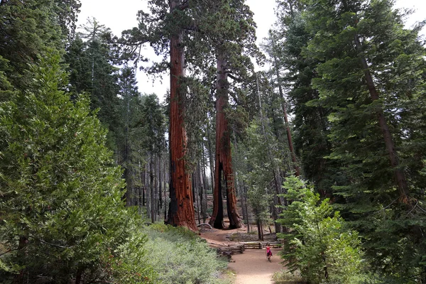 SEQUOIAS på Mariposa Grove, Yosemite national park, Kalifornien, usa — Stockfoto
