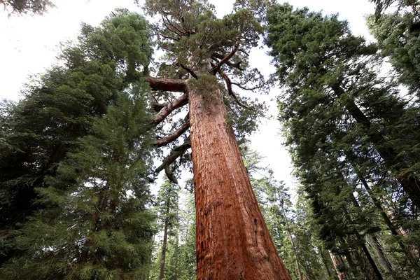 SEQUOIAS Mariposa Grove, Yosemite Milli Parkı, Kaliforniya, ABD