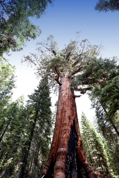 Sequoias en Mariposa Grove, Yosemite National Park, California, EE.UU. — Foto de Stock