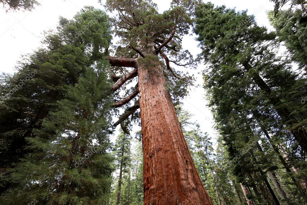 Sequoias at Mariposa Grove, Yosemite national park, california, usa