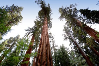 SEQUOIAS Mariposa Grove, Yosemite Milli Parkı, Kaliforniya, ABD