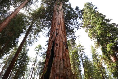 SEQUOIAS Mariposa Grove, Yosemite Milli Parkı, Kaliforniya, ABD
