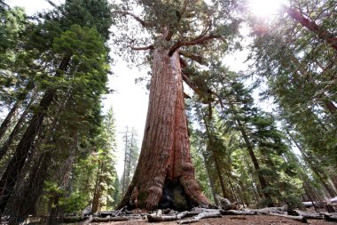 SEQUOIAS Mariposa Grove, Yosemite Milli Parkı, Kaliforniya, ABD