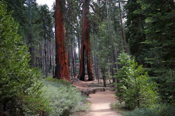Sekvoje v Mariposa Grove, Yosemitský národní park, Kalifornie, usa — Stock fotografie