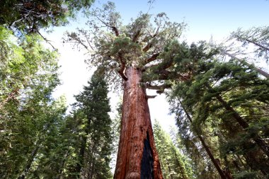 SEQUOIAS Mariposa Grove, Yosemite Milli Parkı, Kaliforniya, ABD
