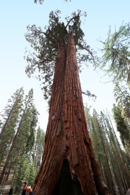 SEQUOIAS Mariposa Grove, Yosemite Milli Parkı, Kaliforniya, ABD