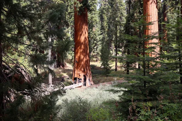 Sekvoje v Mariposa Grove, Yosemitský národní park, Kalifornie, usa — Stock fotografie