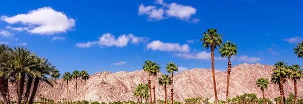 San Jacinto Berg Palmveren Californië — Stockfoto