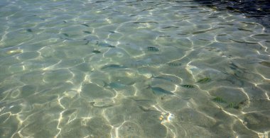 Atlantik Okyanusu, Cancun, Riviera Maya, Meksika sahillerindeki balıklar