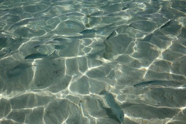 Atlantik Okyanusu, Cancun, Riviera Maya, Meksika sahillerindeki balıklar