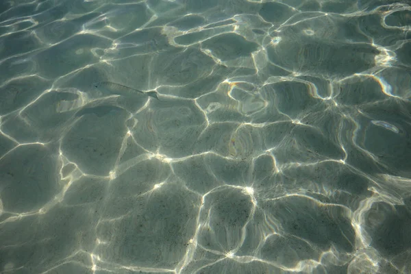 Peixes Praia Oceano Atlântico Cancún Riviera Maya México — Fotografia de Stock