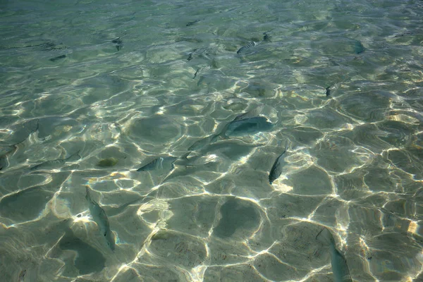 Fishes Beach Atlantic Ocean Cancun Riviera Maya Mexico — Stock Photo, Image